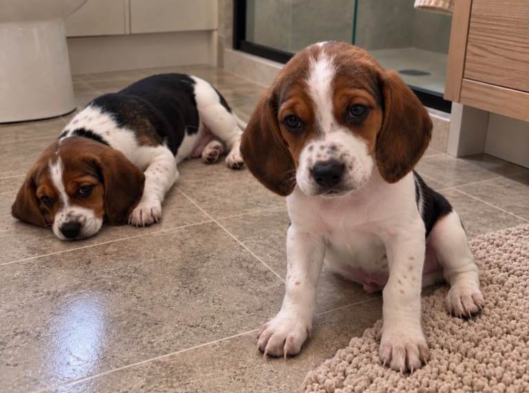 Beagle puppies | in Hackney, London | Gumtree