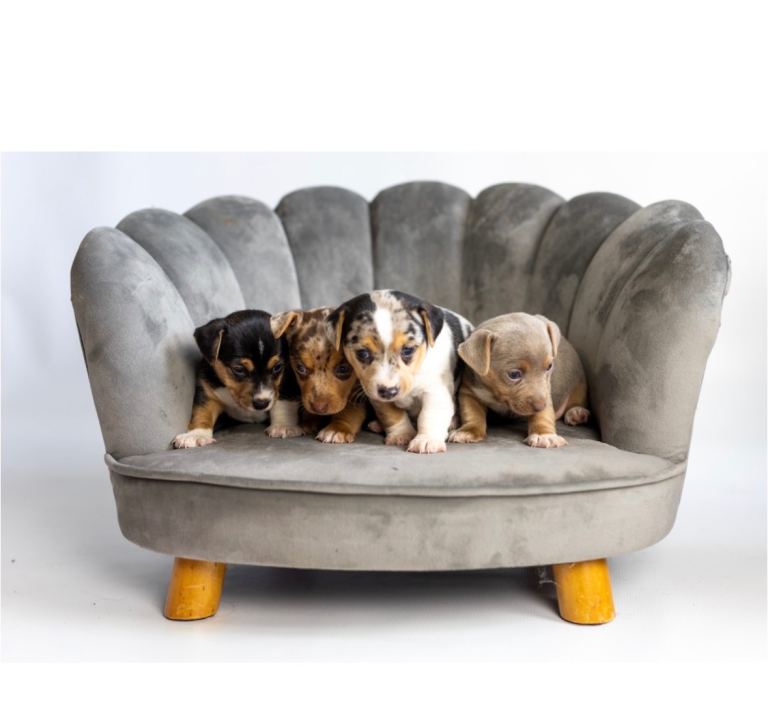 Jack Russell puppies 