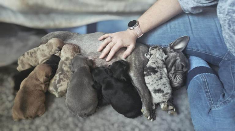 French bulldog puppies (full breed)