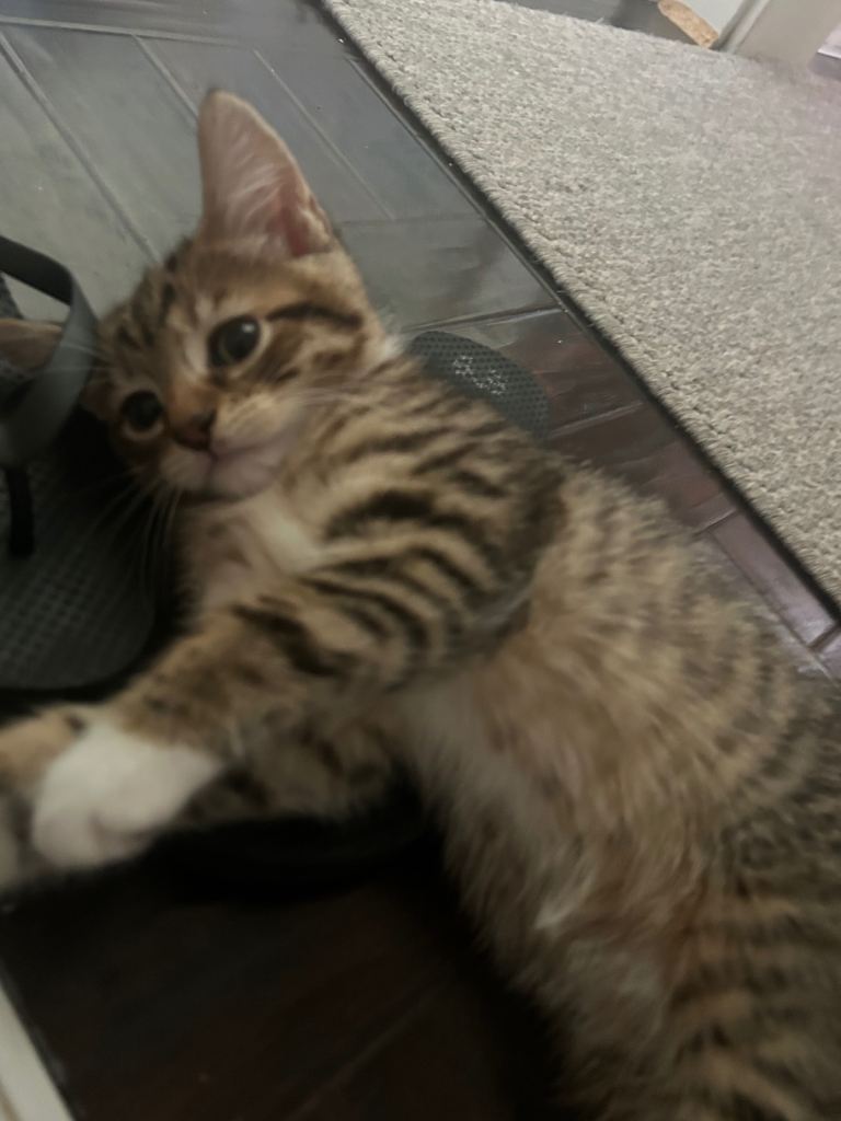 Male kitten for sale 
