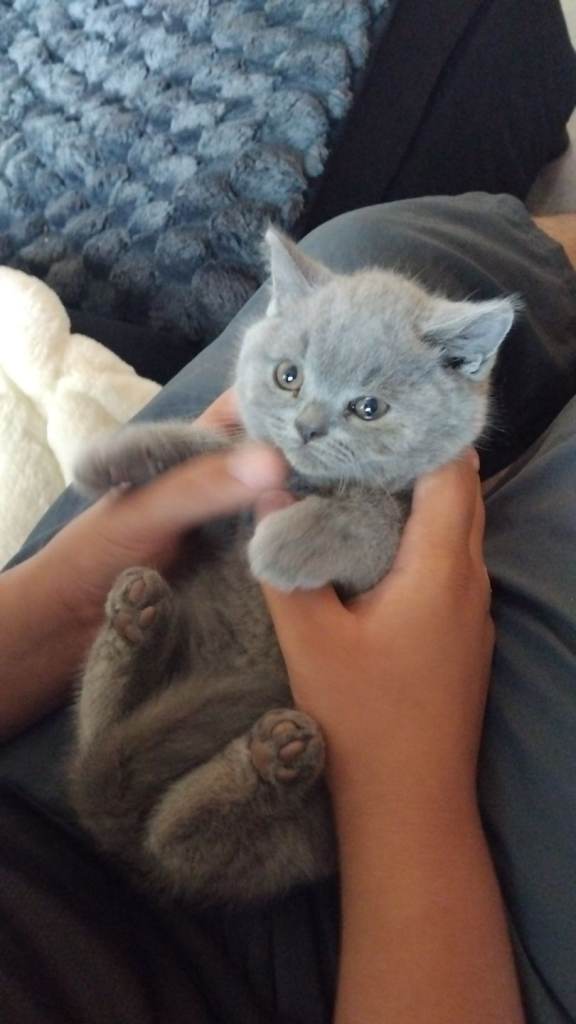 British shorthair Blue 