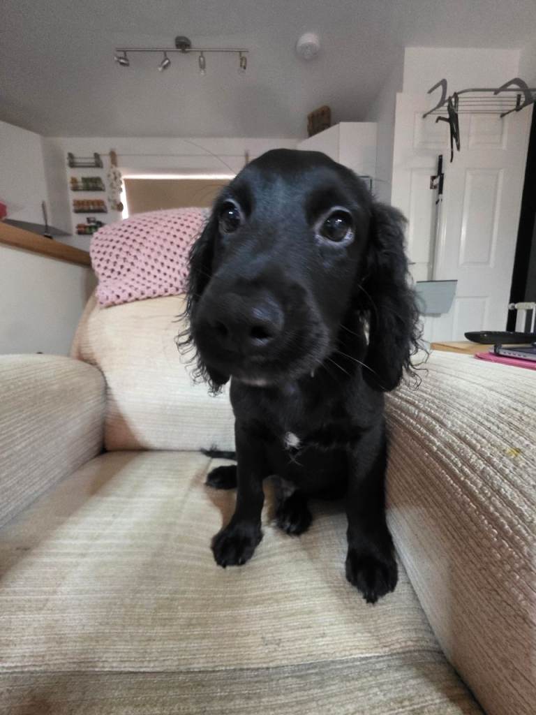 Australian Labradoodle & Cocker Spaniel Hybrid Puppies ☆2 Boys Left ...