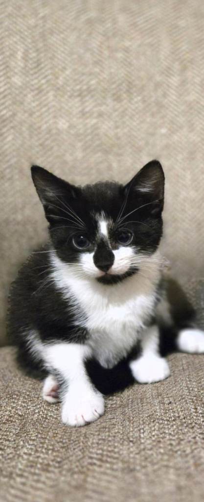 Kitten 