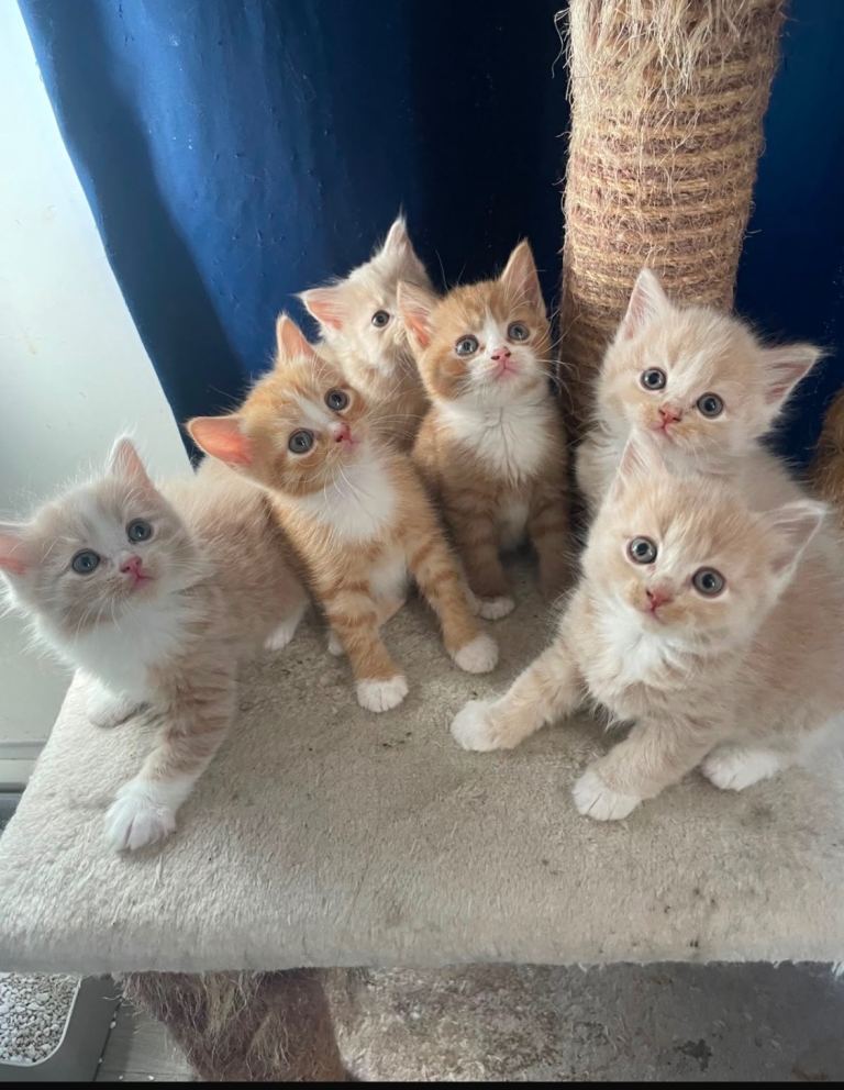 Cream British X, kittens