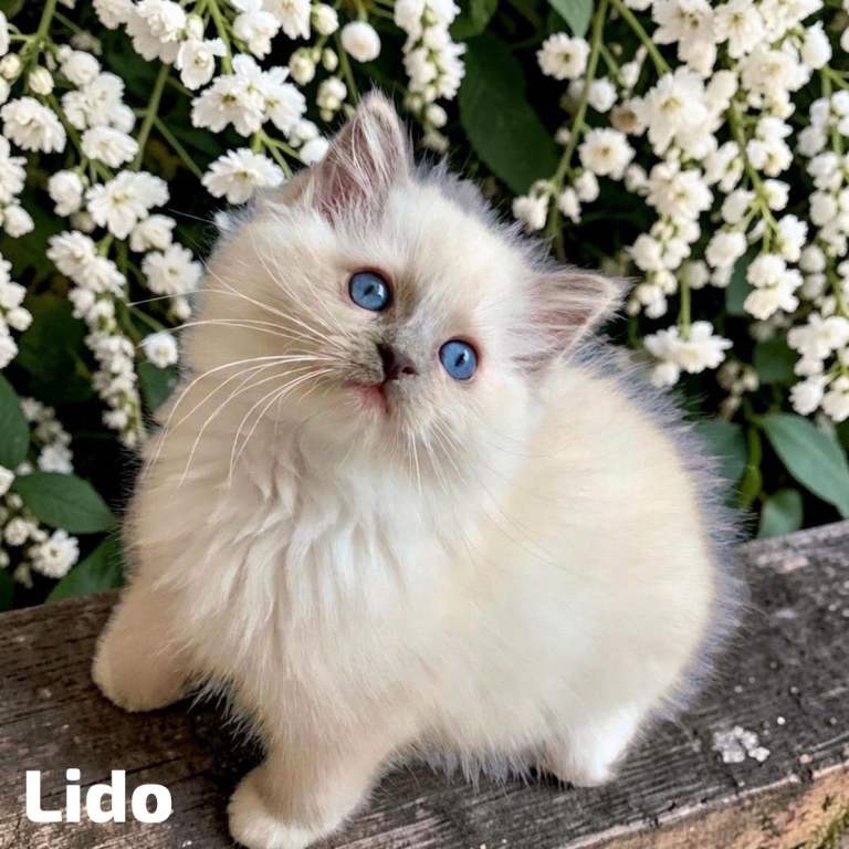 Stunning Fluffy Female Blue-Point Ragdoll Kittens for sale