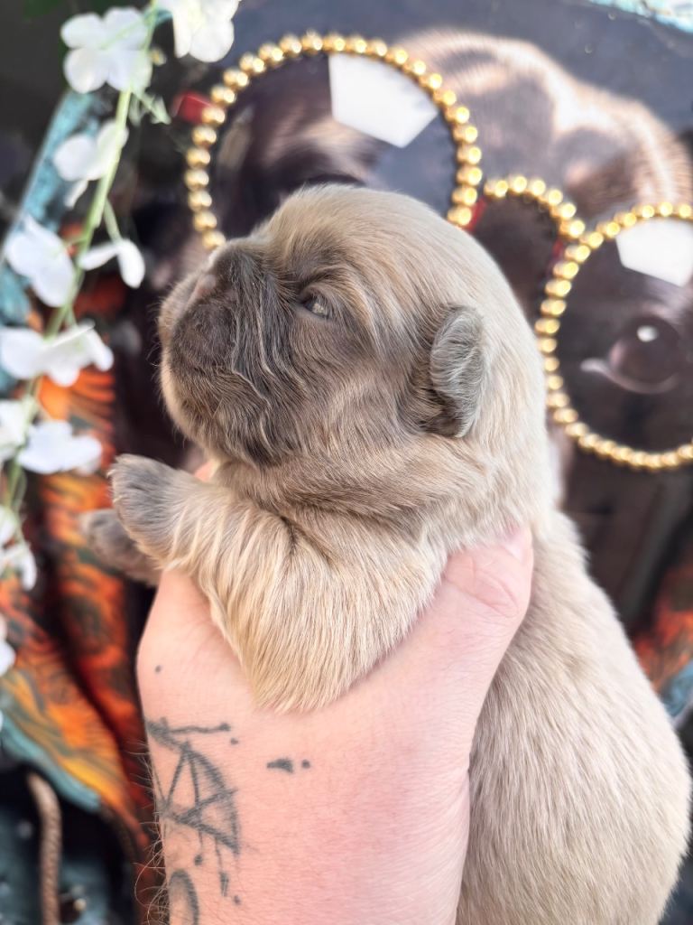 FRENCH BULLDOG PUPS 