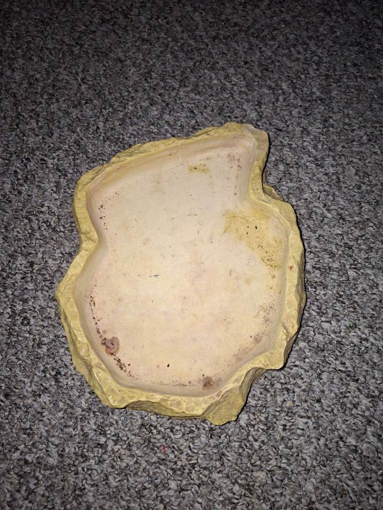 XL reptile water bowls 