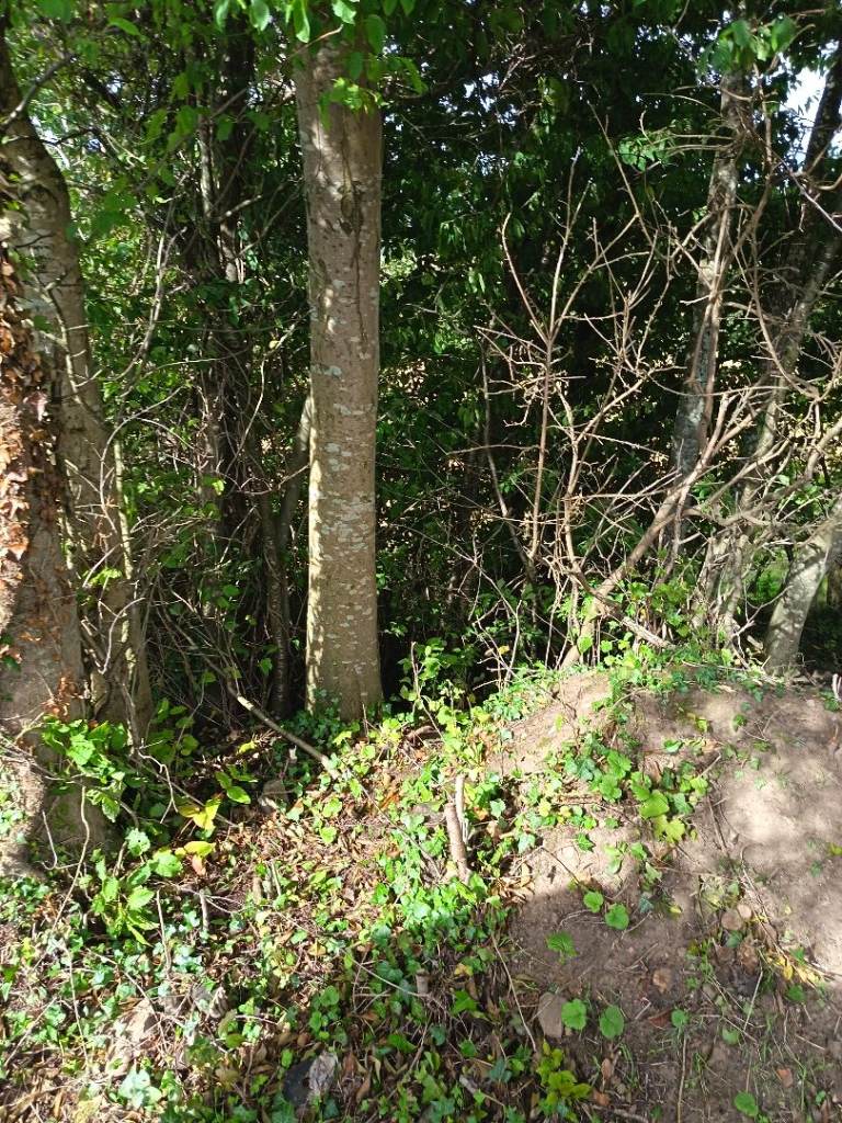 Free Tree to cut and take | in Sighthill, Edinburgh | Gumtree
