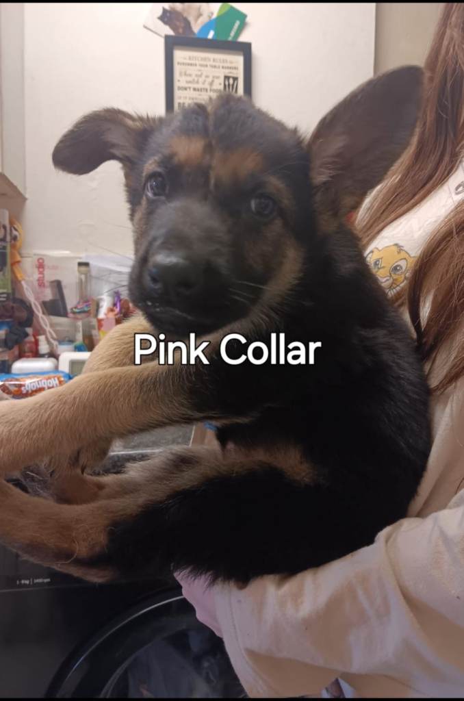 Germna shepherd pups