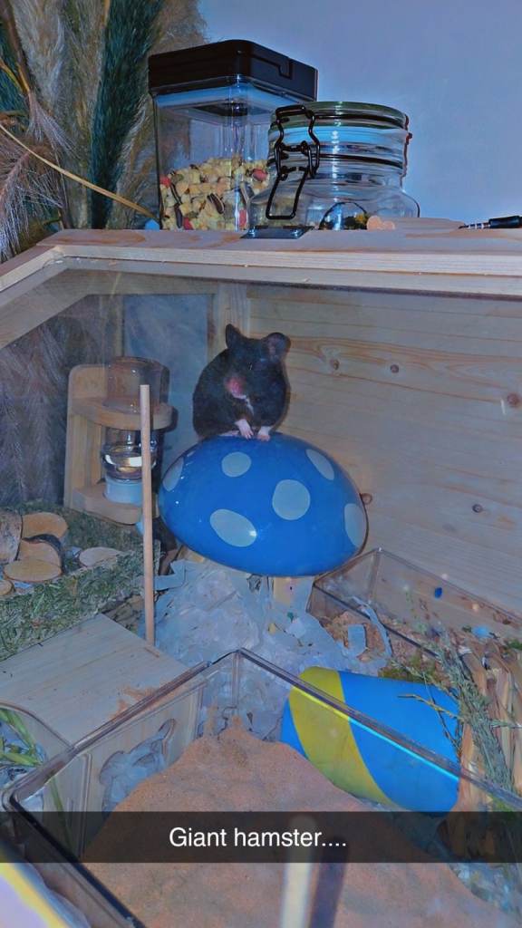 Syrian hamster and enclosure