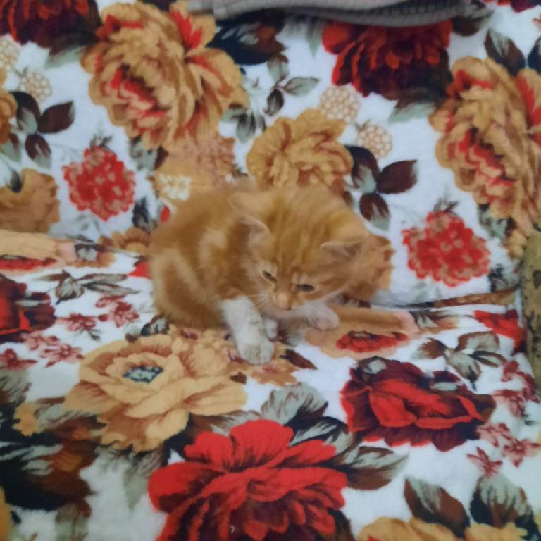 Kittens for sale