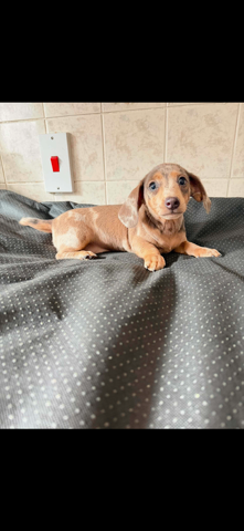Miniature dachshund