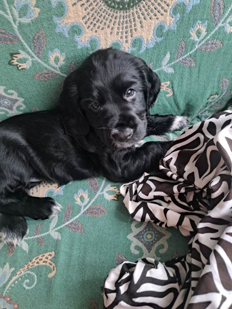  Puppy Cocker Spaniel, girl looking for a home;