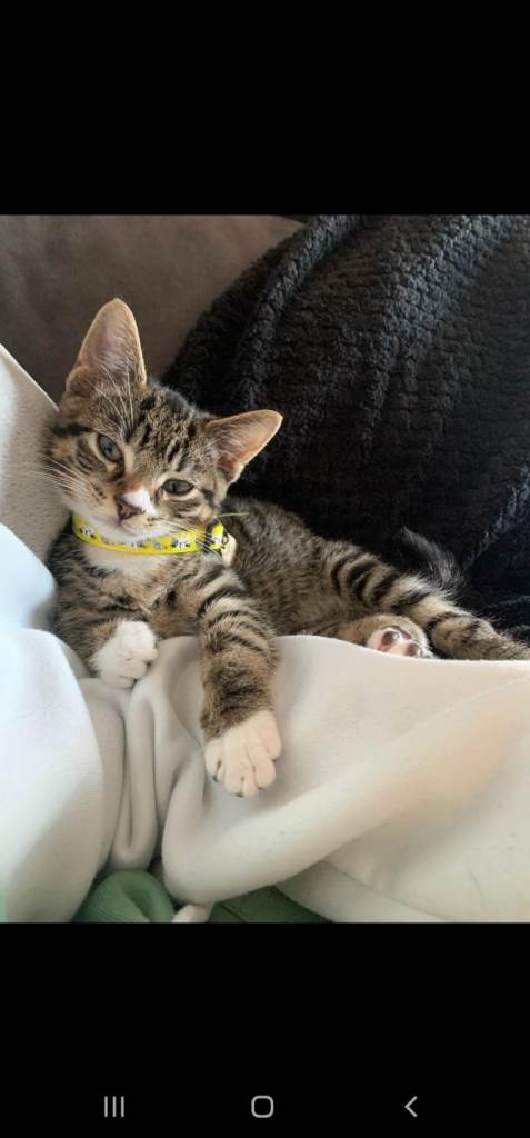 4 month old mixed breed kitten 