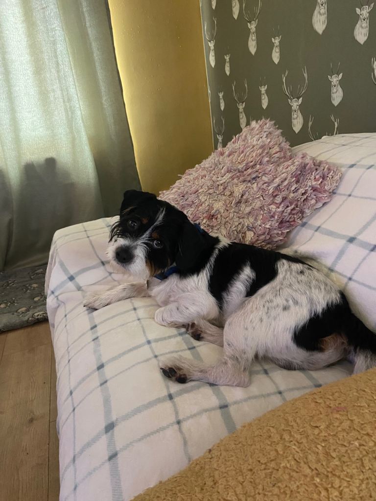 King Charles x Jack Russell 