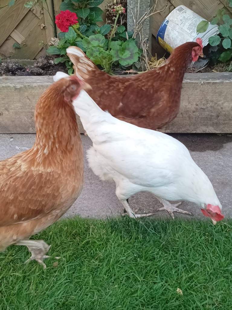 White Hens & Cockerels 