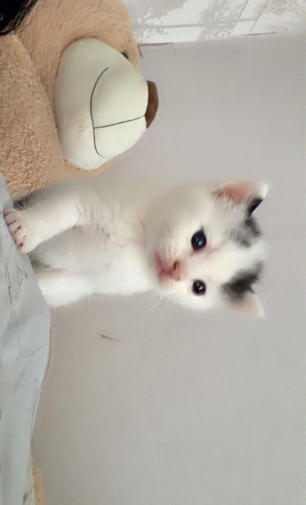 Cat for sale 