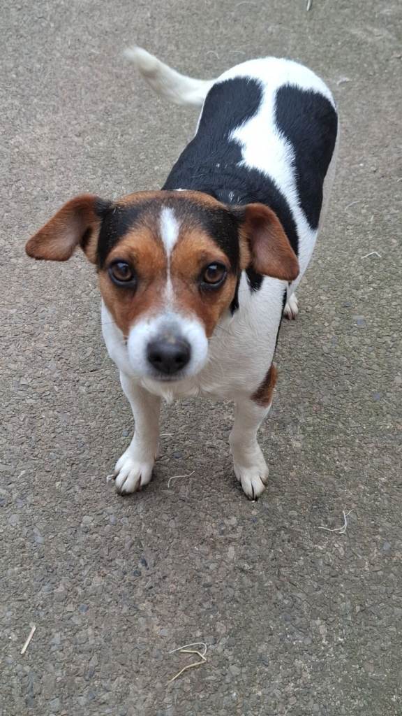 Jack russell female