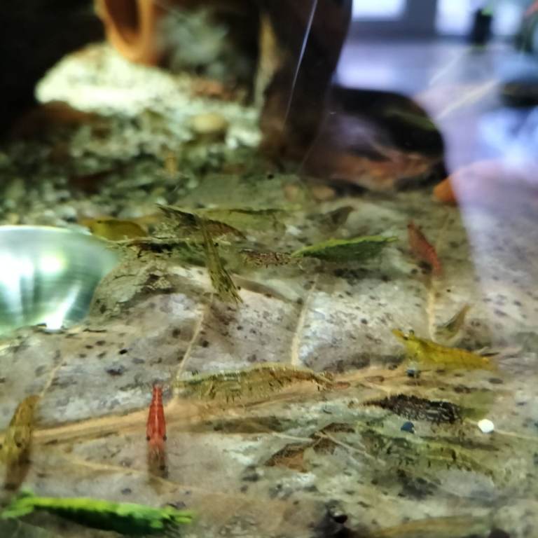  Neocardina shrimp + super red plecos NR5 0PX 