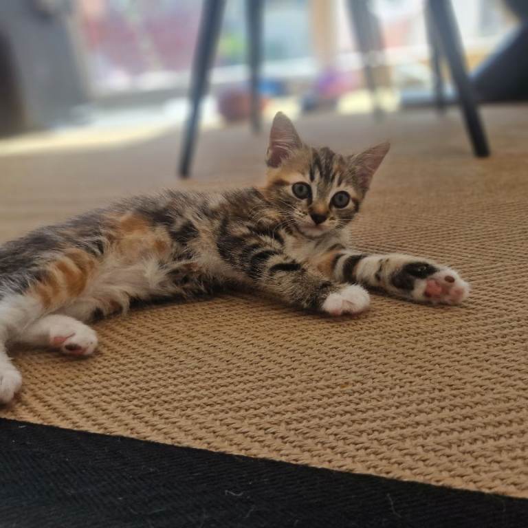 Adorable 9-Week-Old Kittens – Fully Litter Trained & Looking for Loving Homes!