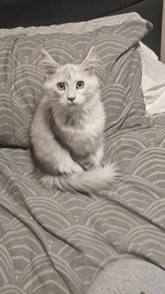 Maine coon GCCF kittens 
