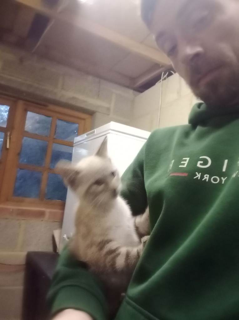 Kittens for loving home