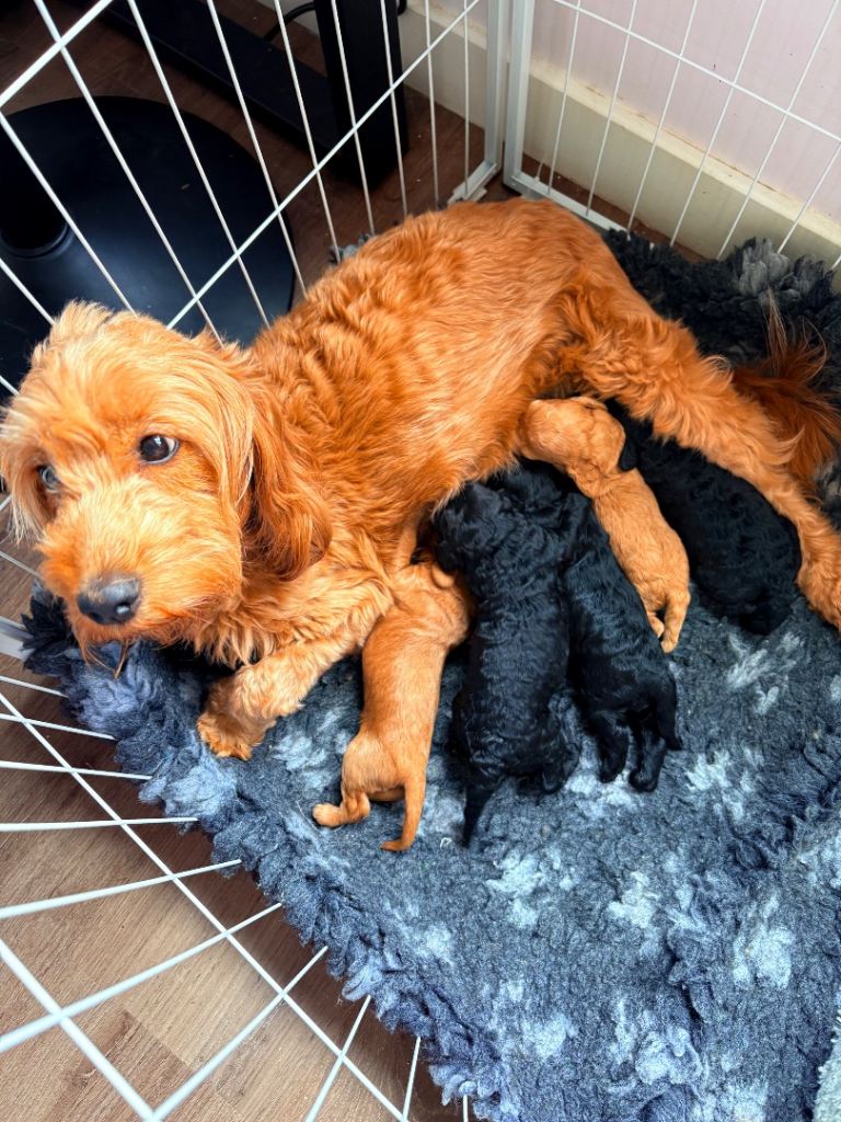 Stunning cockapoo litter 