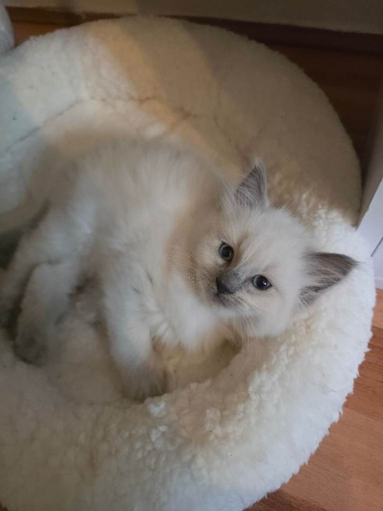 Beautiful ragdoll x kittens