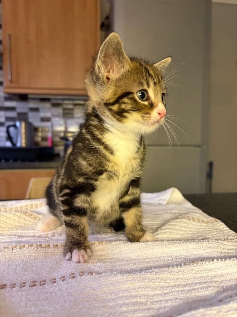 Adorable Kittens Ready for Their New Homes from 15/12/25 – Playful & Loving!