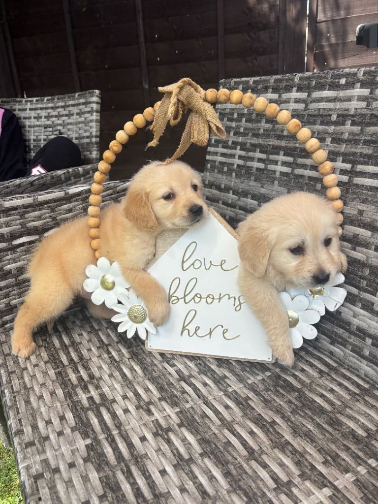 Golden retriever puppies * 1 boy 1 girl available *