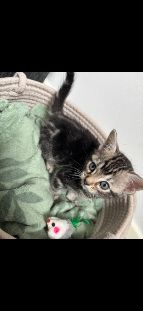 Bengal kitten 