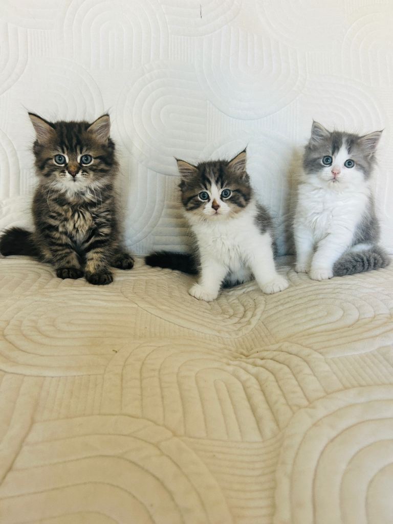 Beautiful Persian 3/4 cross kittens 