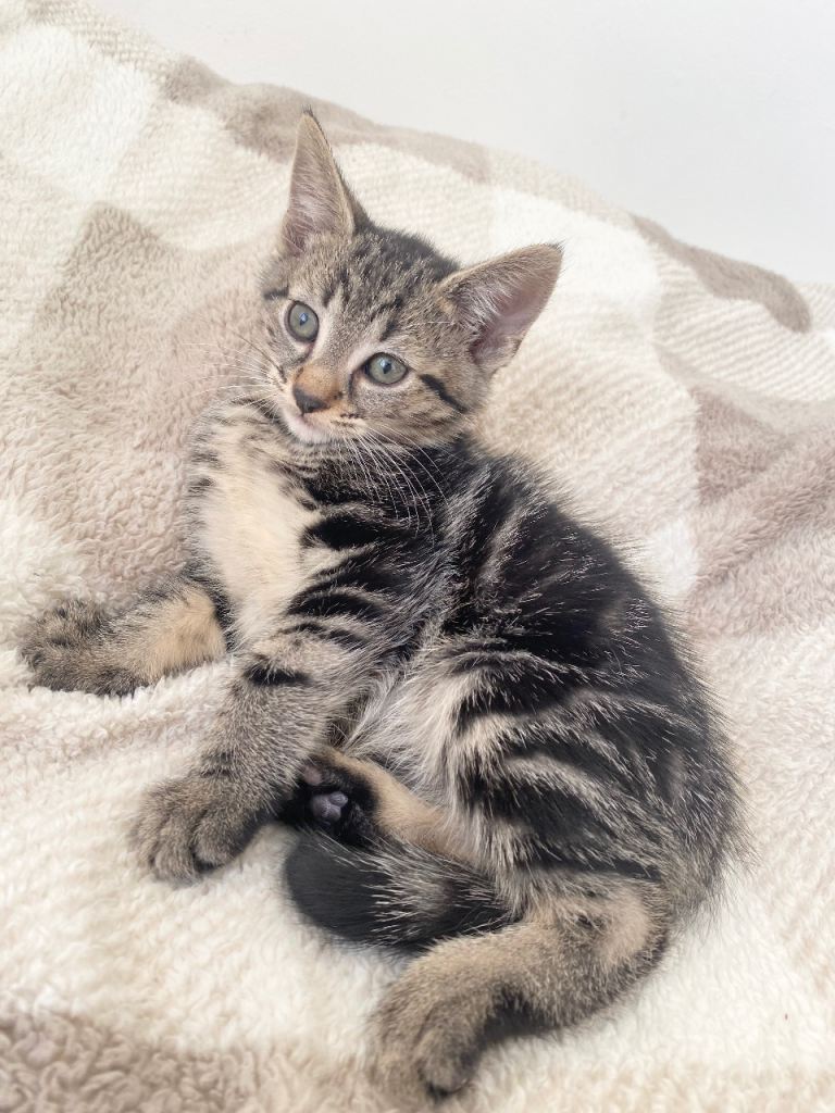 BEAUTIFUL BENGAL x KITTENS 