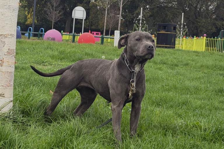 Staffordshire Bull Terrier 