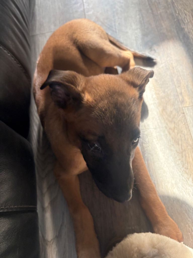 Belgain malinois cross