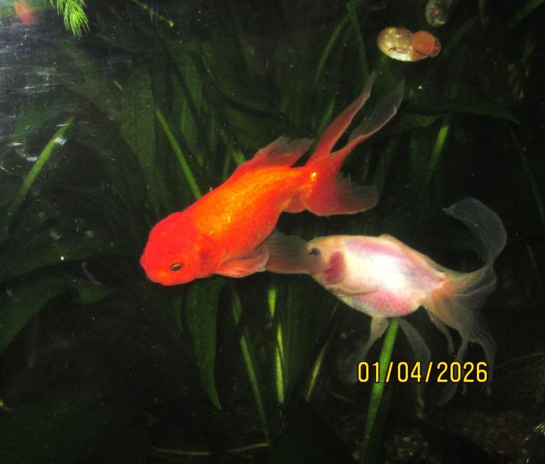 Fancy Goldfish + Plants + Snails + Shrimp – Full Aquarium Community (Collection Only) 