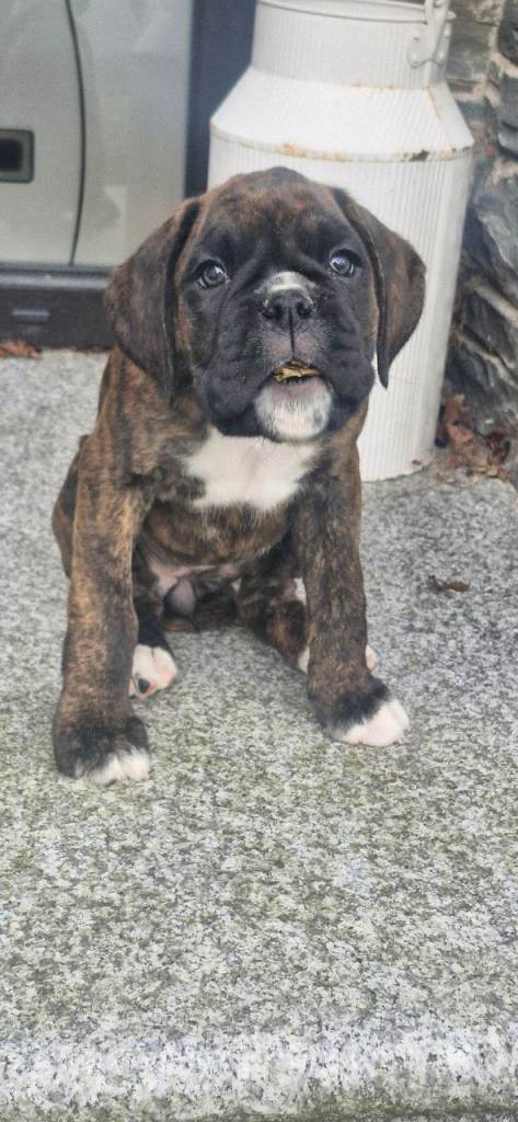 Pedigree Boxers