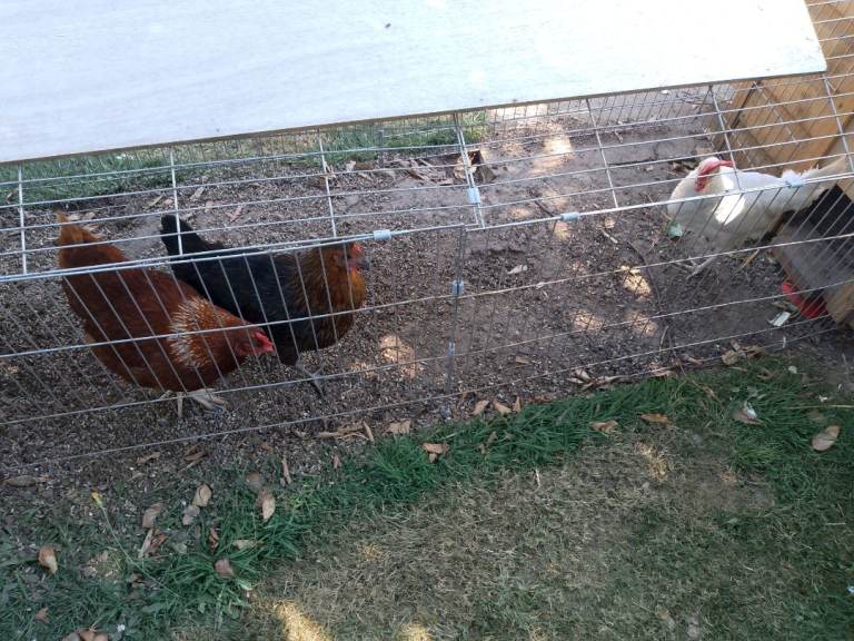 3 chicken in lay