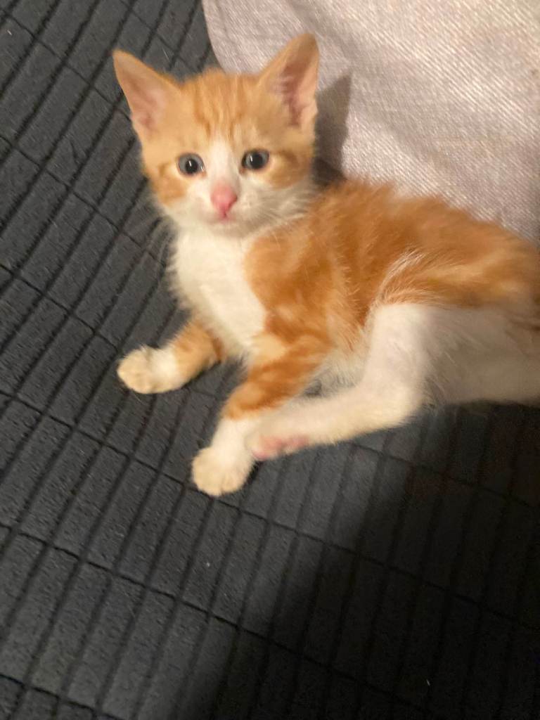 Cute kittens 