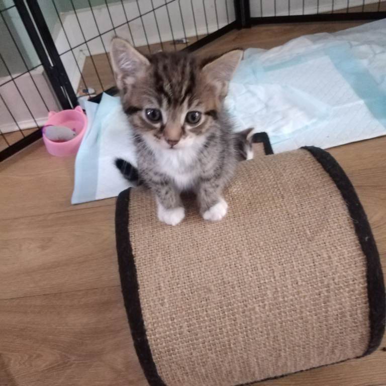 Kittens looking for a good home.