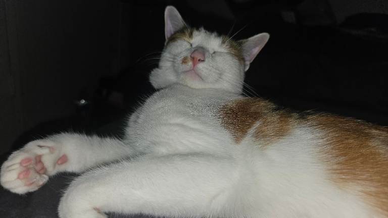 Kitten looking for a loving home 