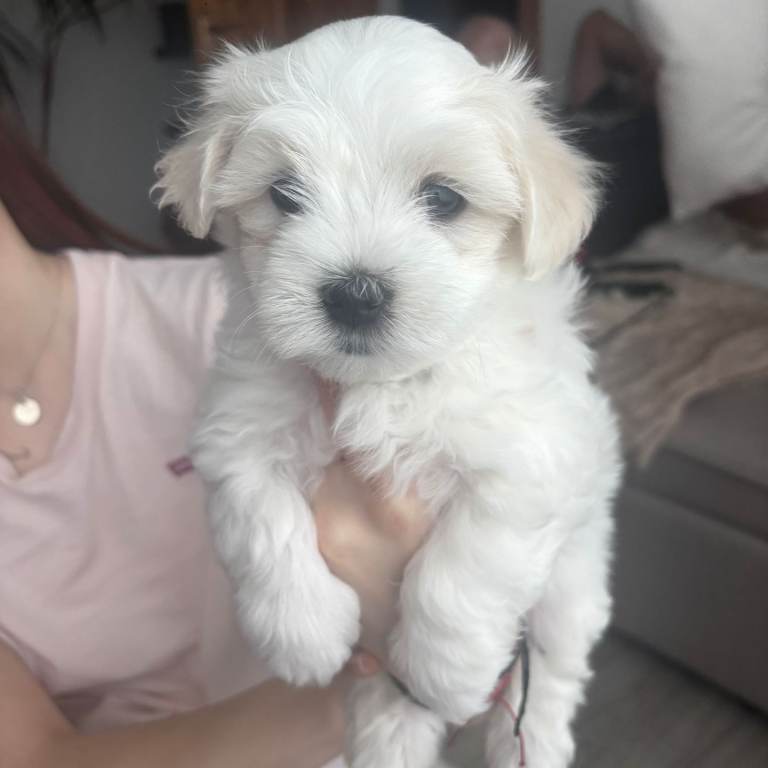 Maltese puppy 