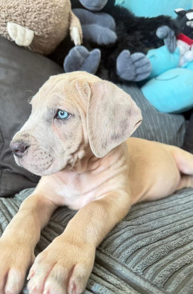 Cane corso