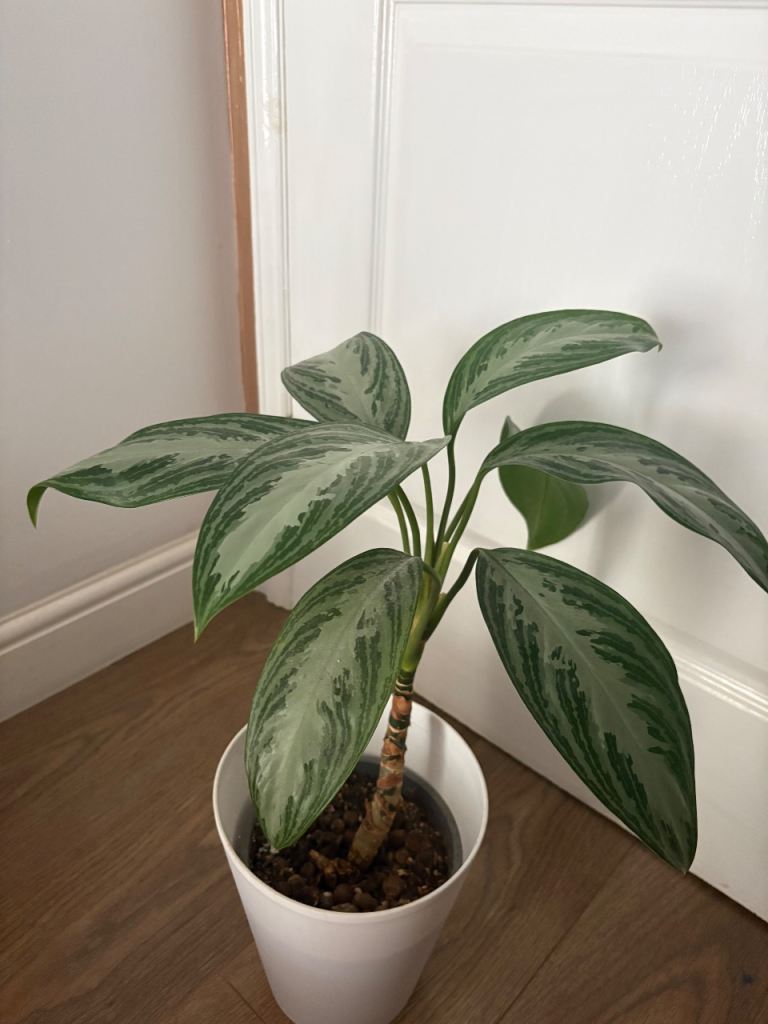 Agleonema Silver Bay - plant 
