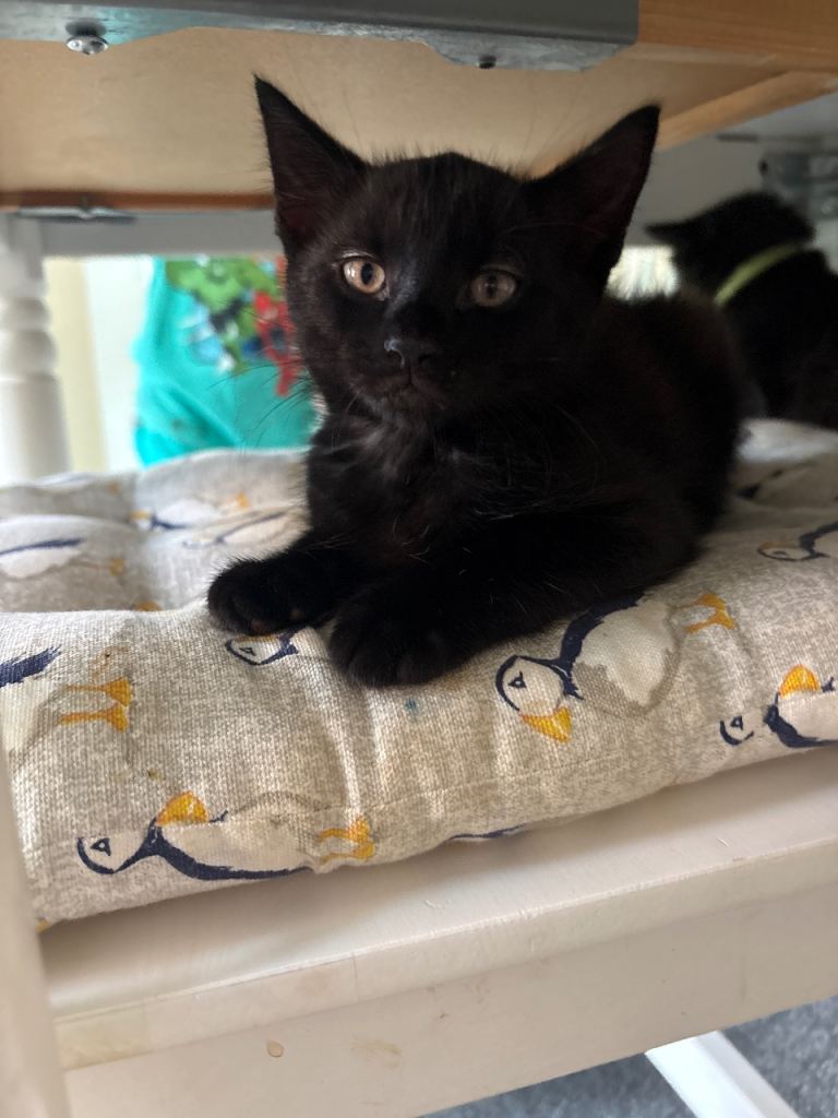 Kittens— available immediately 