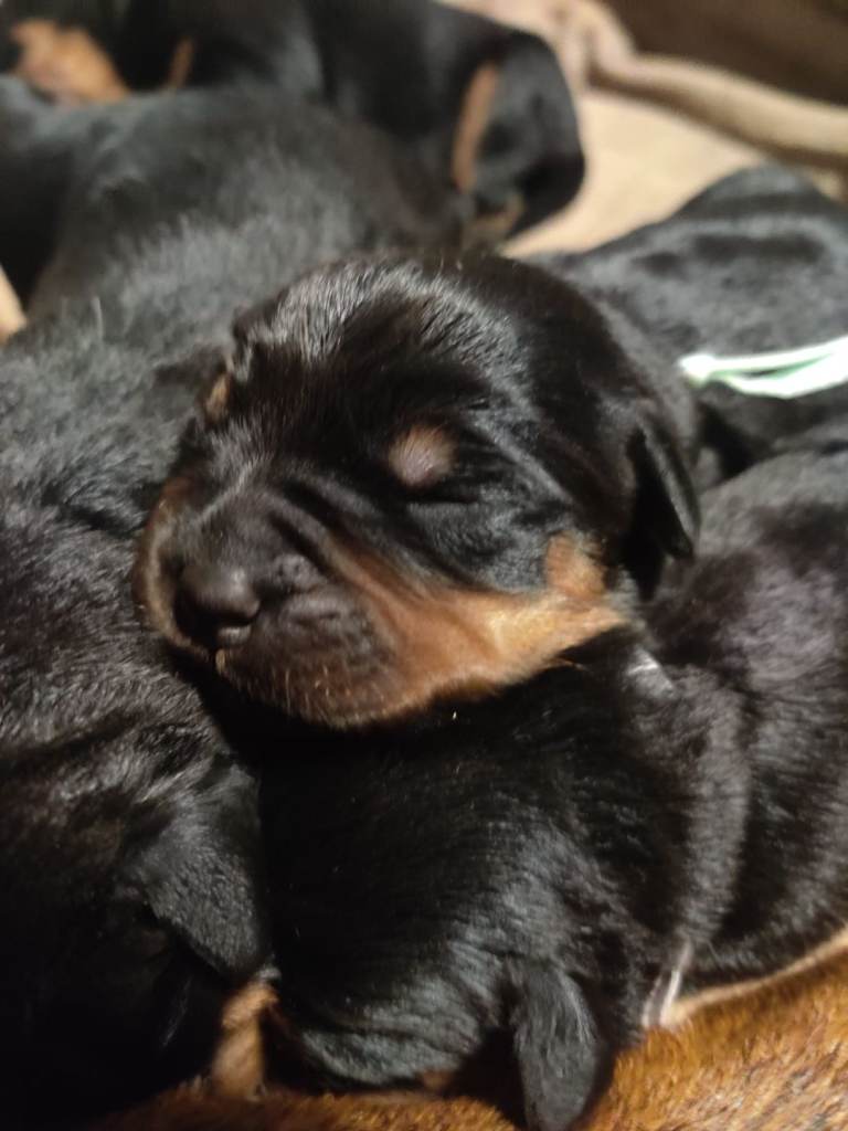 Kc registered rottweiler puppies 