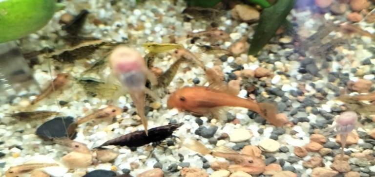 Short fin super red plecos 3-4 cm Costessey NR5 0PX 