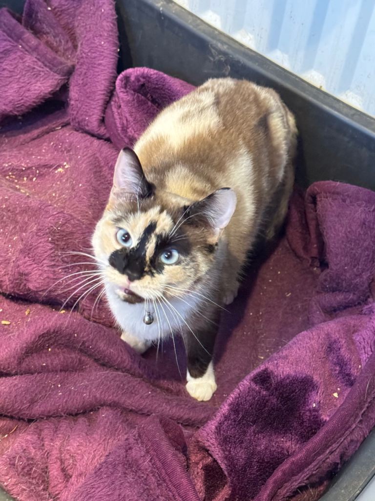 Young blue eye female cat for sale