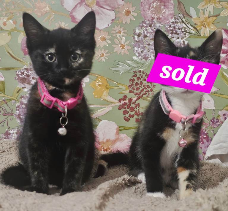 ✨️❤️ FEMALE KITTEN FOR SALE 🩷✨️ 