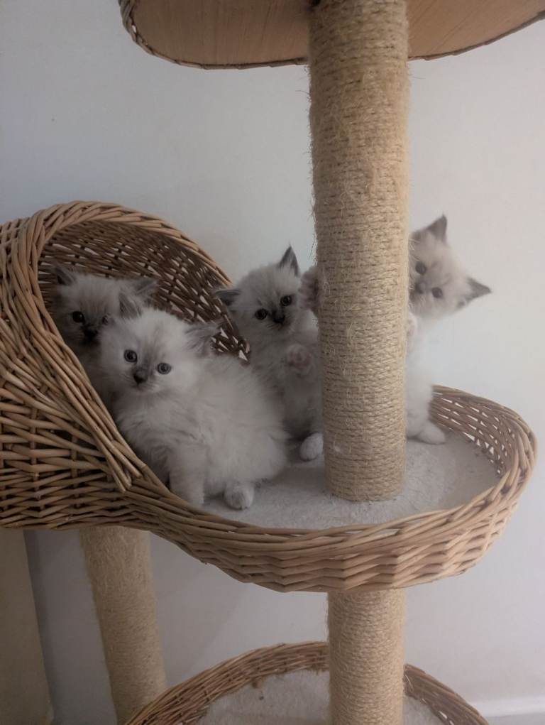 Beautiful pure breed ragdoll kittens 